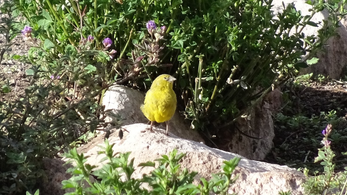 Greenish Yellow-Finch - ML616183543