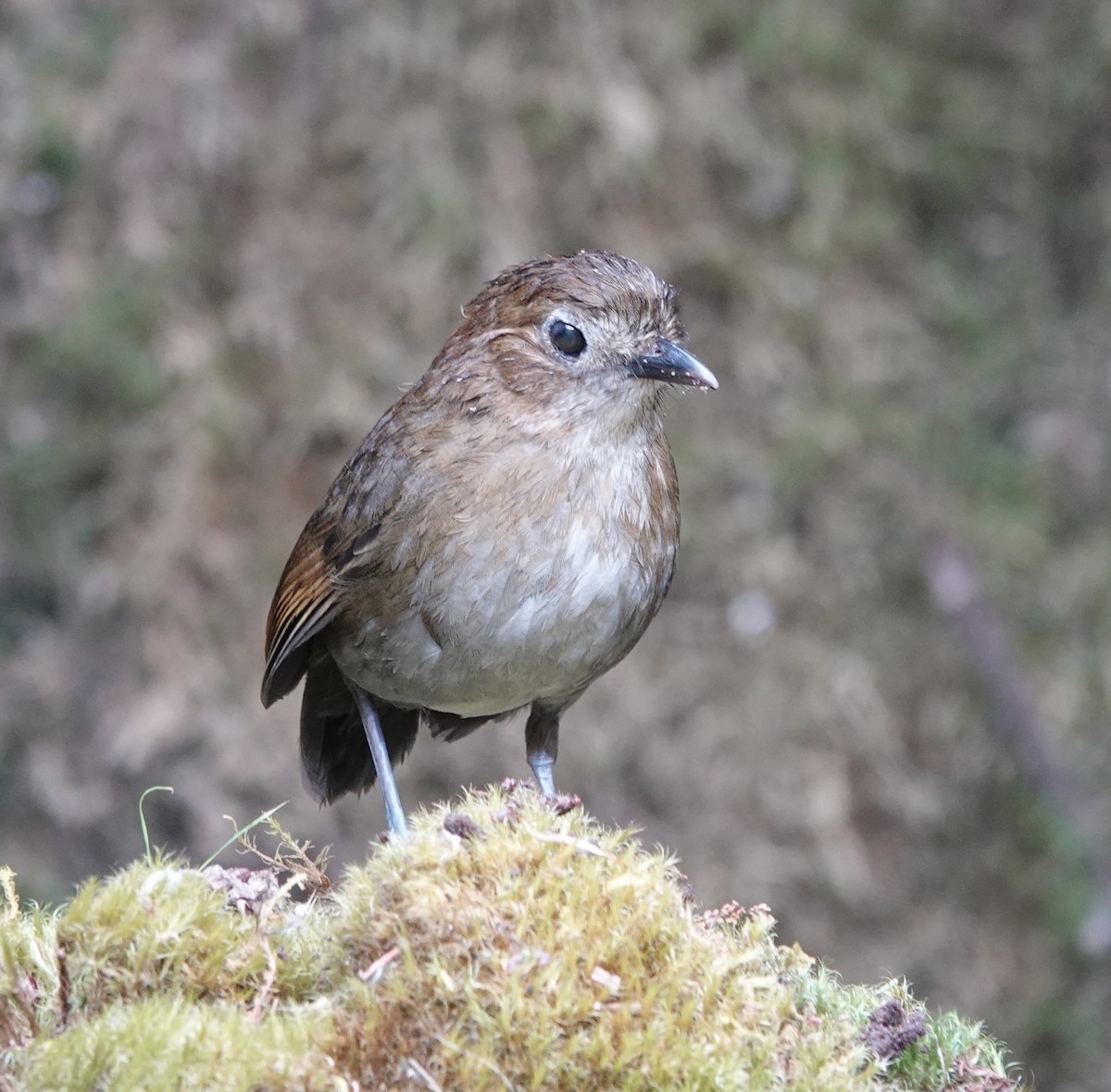 Brown-banded Antpitta - deidre asbjorn