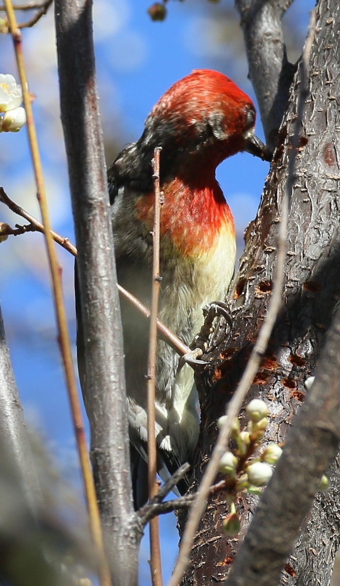 Red-breasted Sapsucker - ML616183591