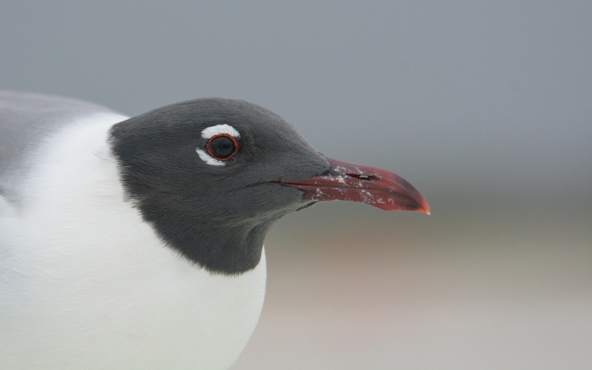 Laughing Gull - ML616183619