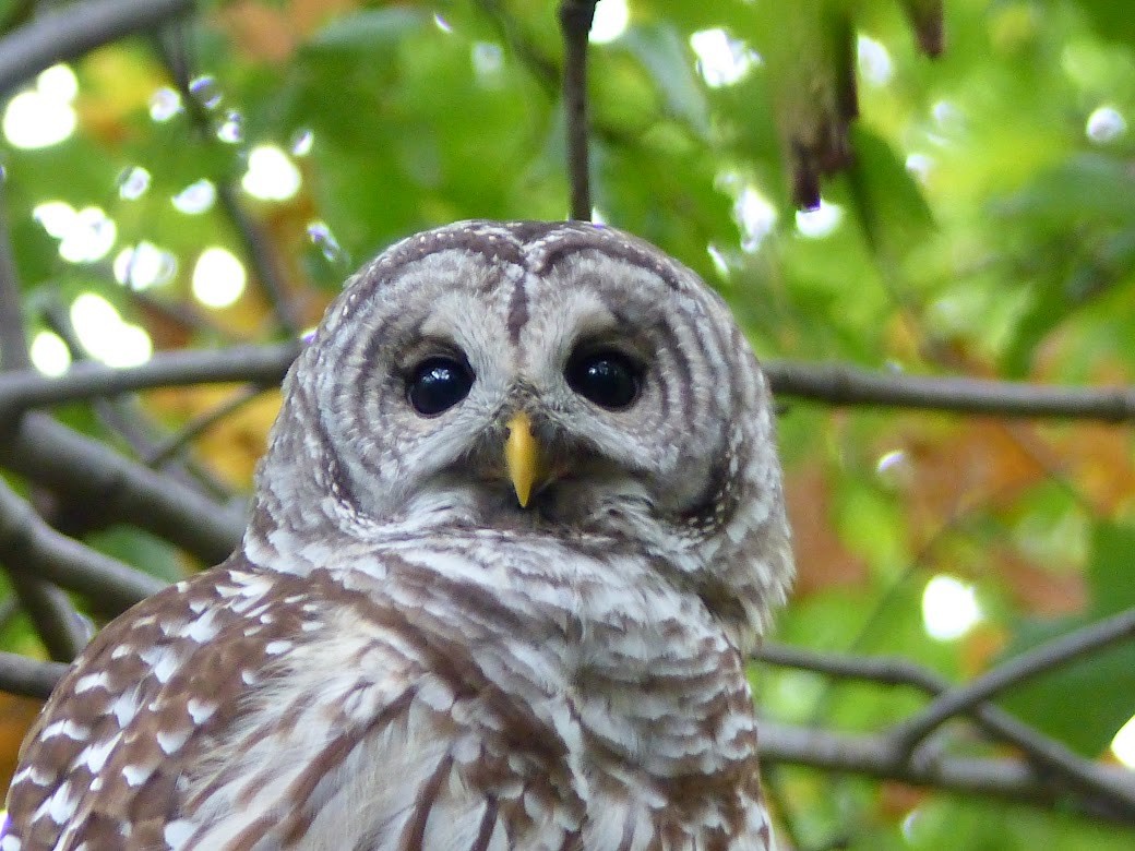 Barred Owl - ML616183688