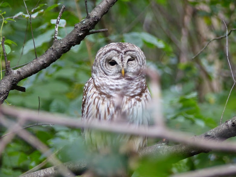 Barred Owl - ML616183713