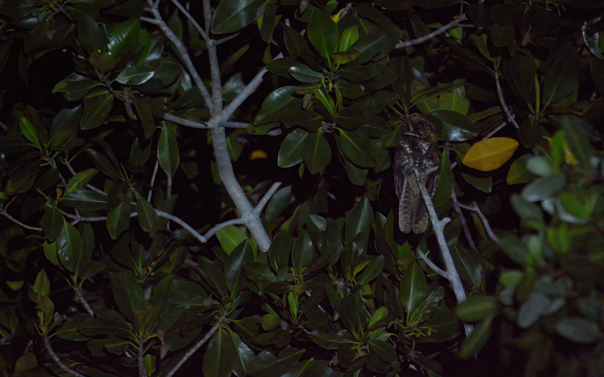 Yucatan Nightjar - ML616183751