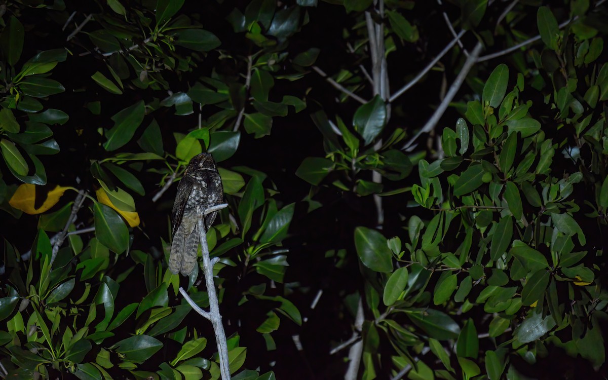 Yucatan Nightjar - ML616183754