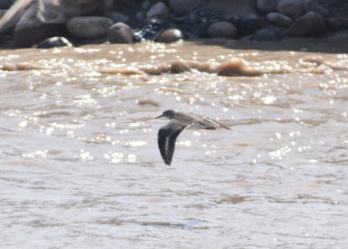 Spotted Sandpiper - ML616183800