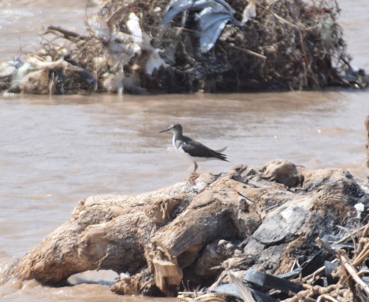 Spotted Sandpiper - ML616183801