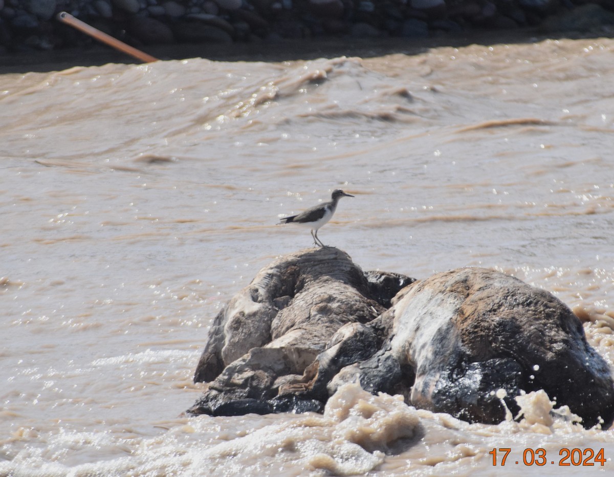 Spotted Sandpiper - ML616183802