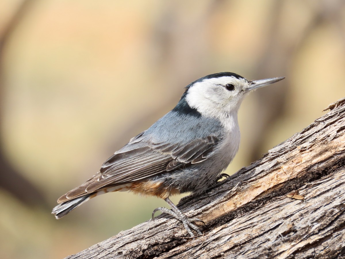 White-breasted Nuthatch - ML616183813