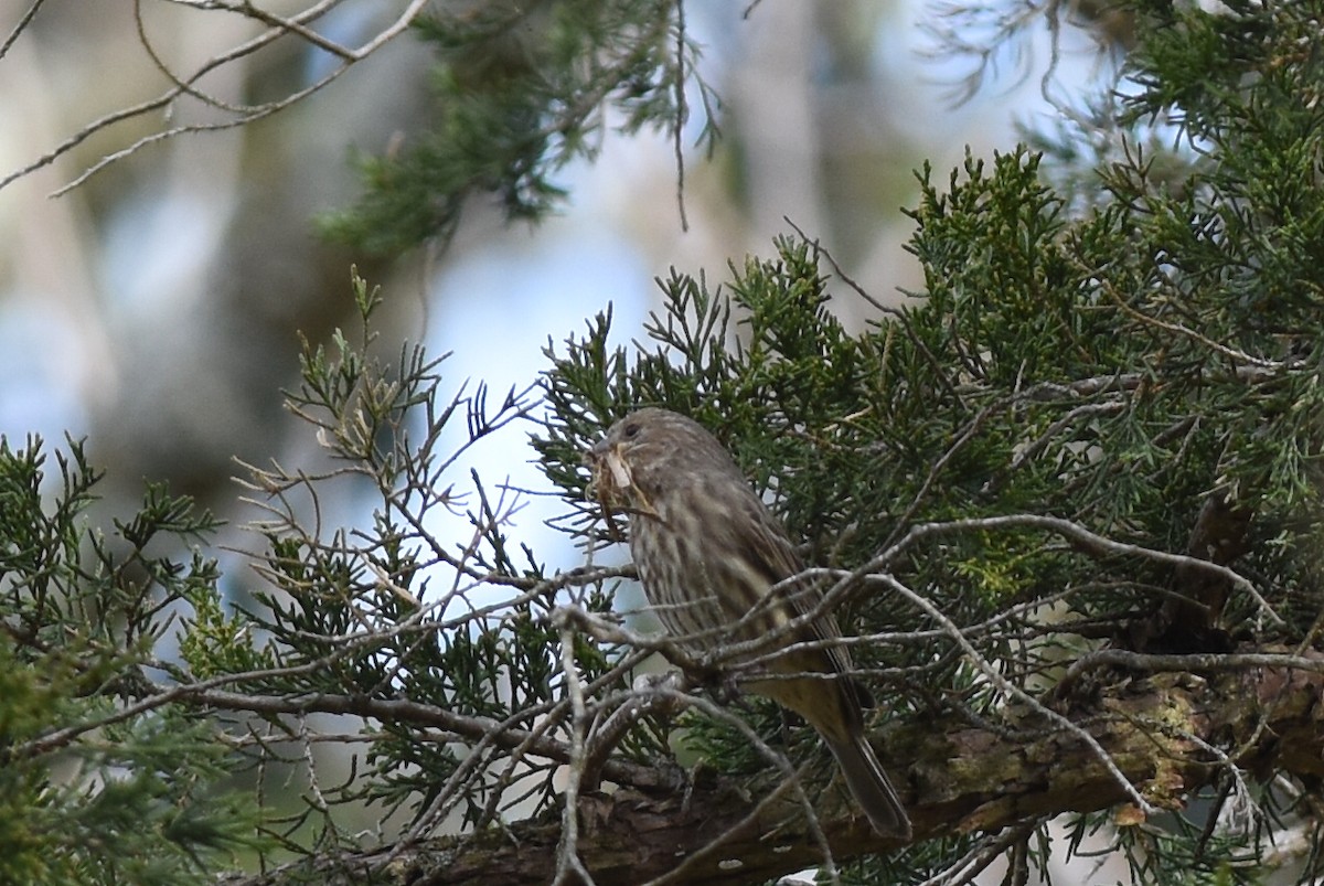 House Finch - Brian Schmoke