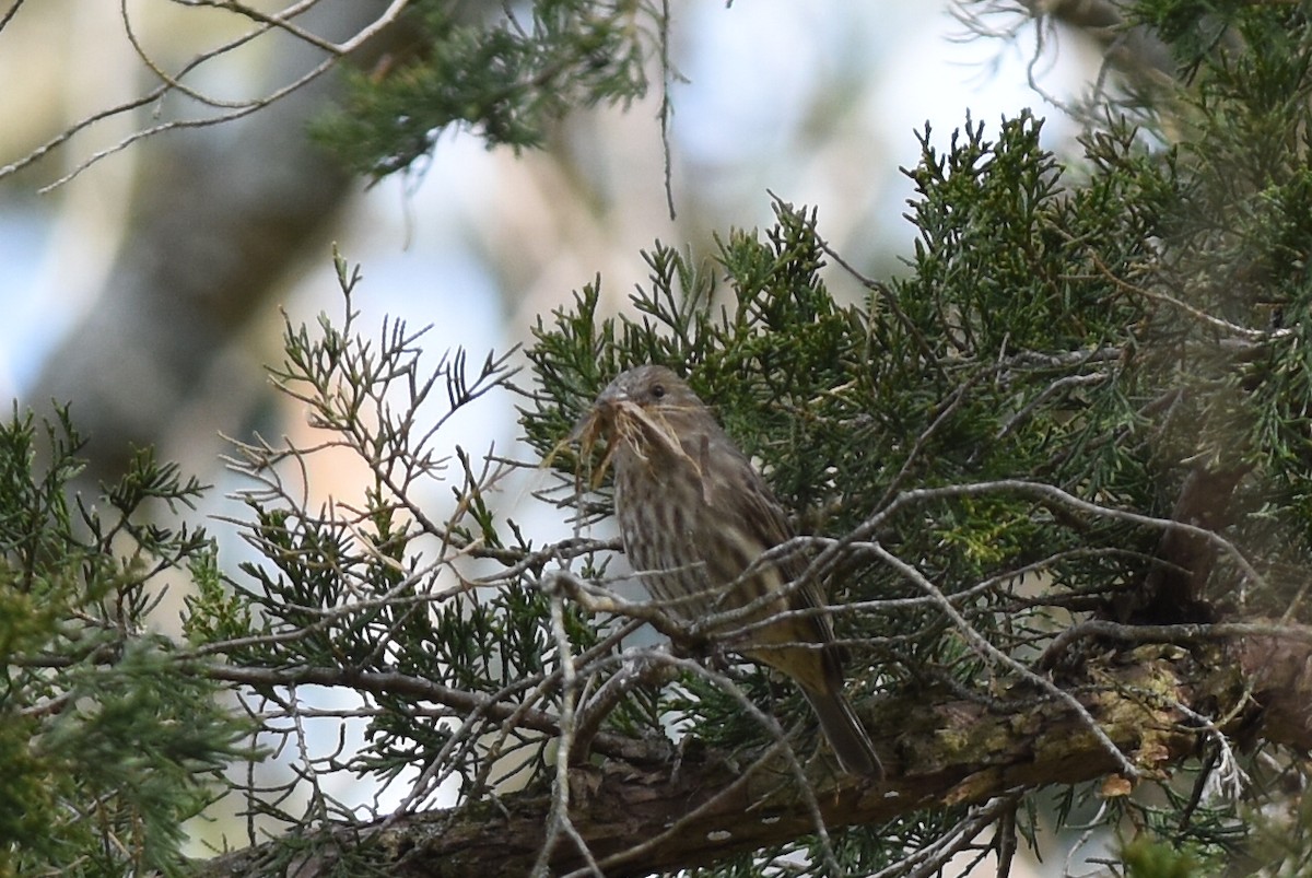 House Finch - ML616183825