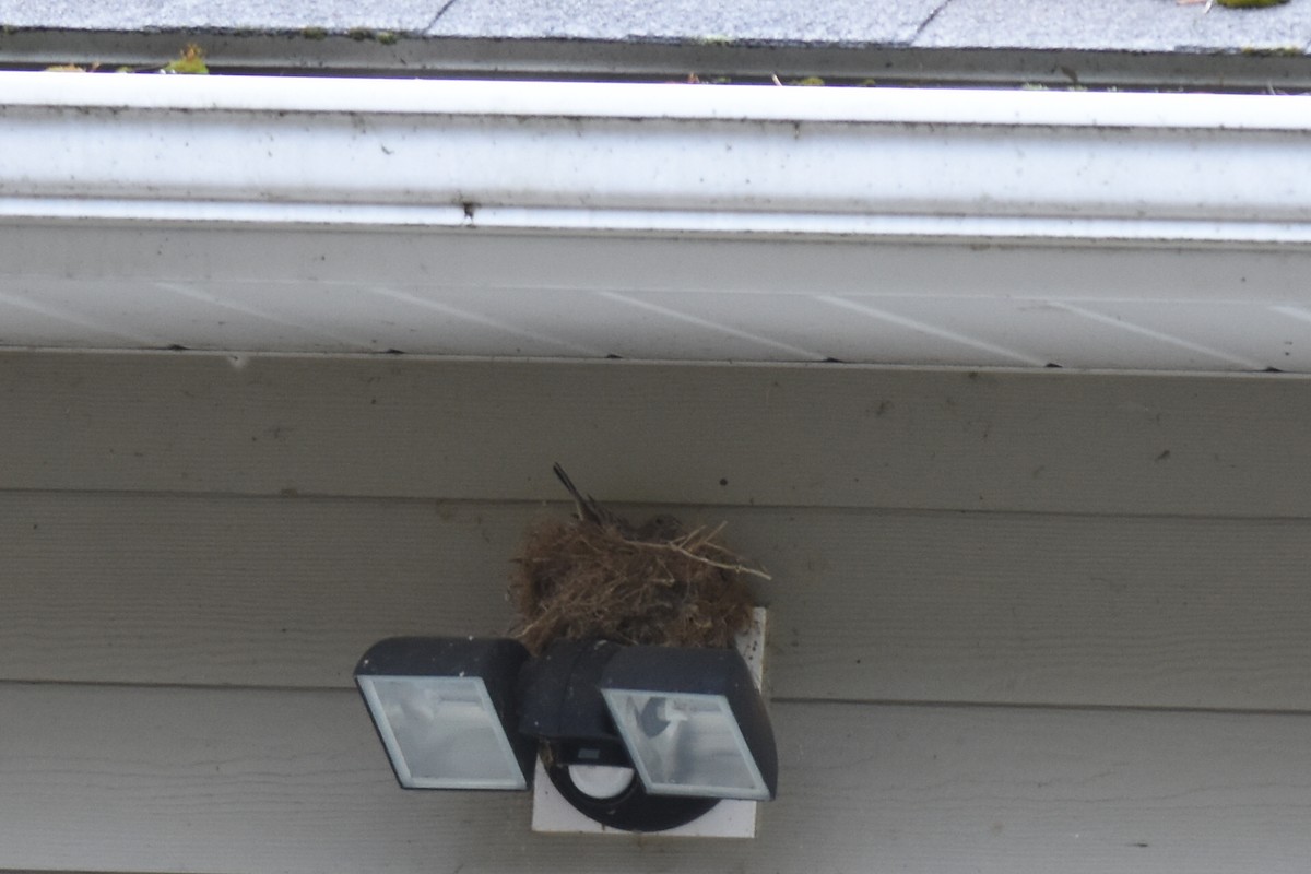 House Finch - ML616183826