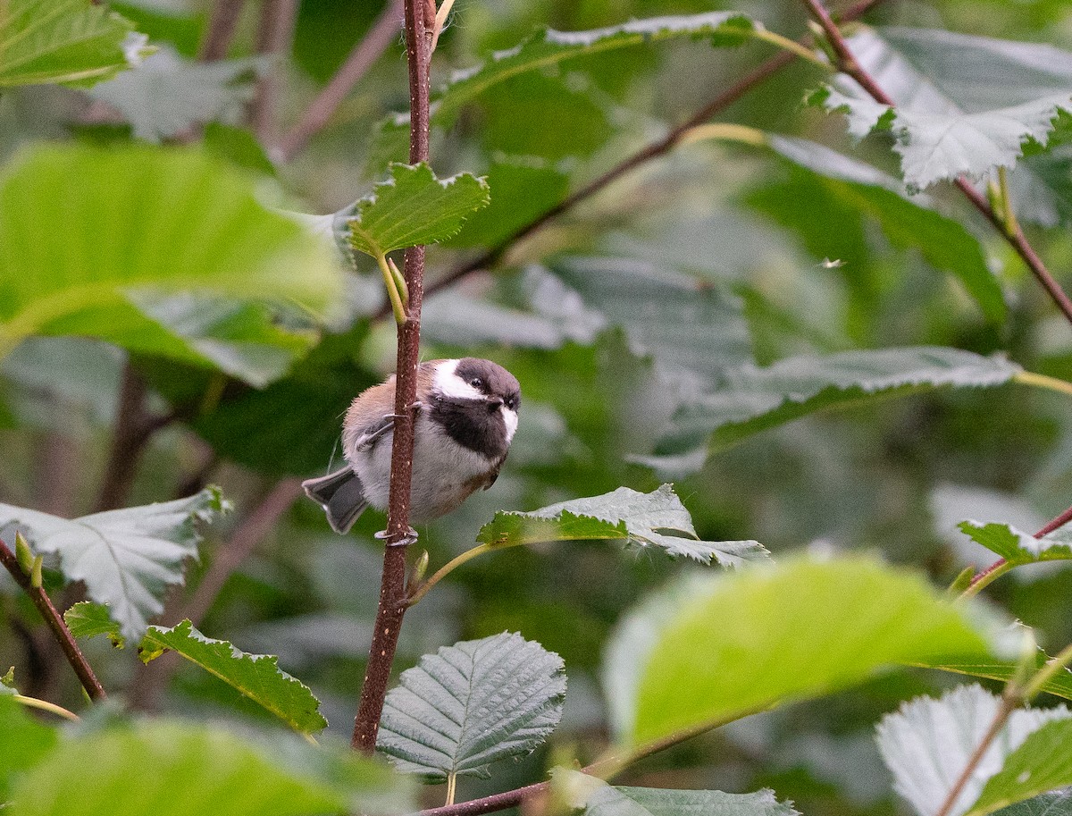 Chestnut-backed Chickadee - Jim Crumpler