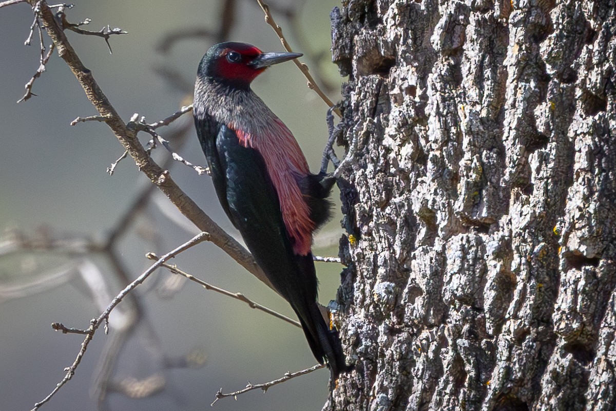 Lewis's Woodpecker - ML616183864