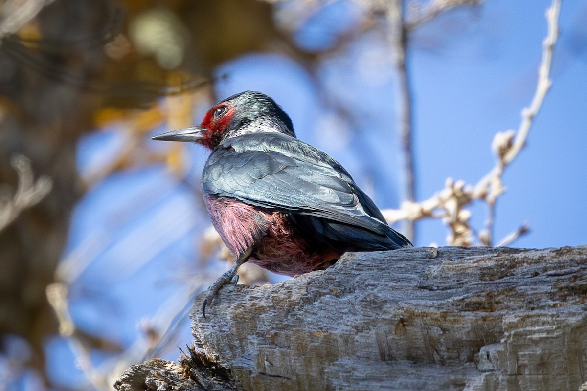 Lewis's Woodpecker - ML616183865