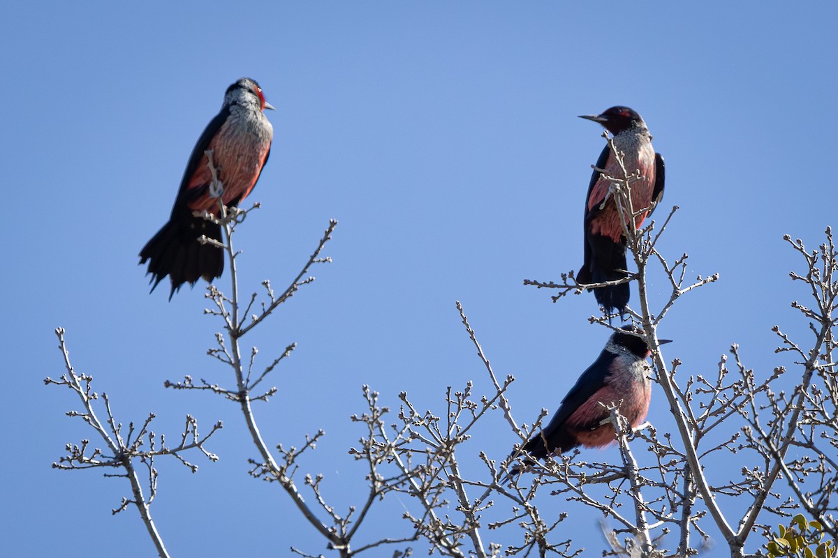 Lewis's Woodpecker - ML616183866