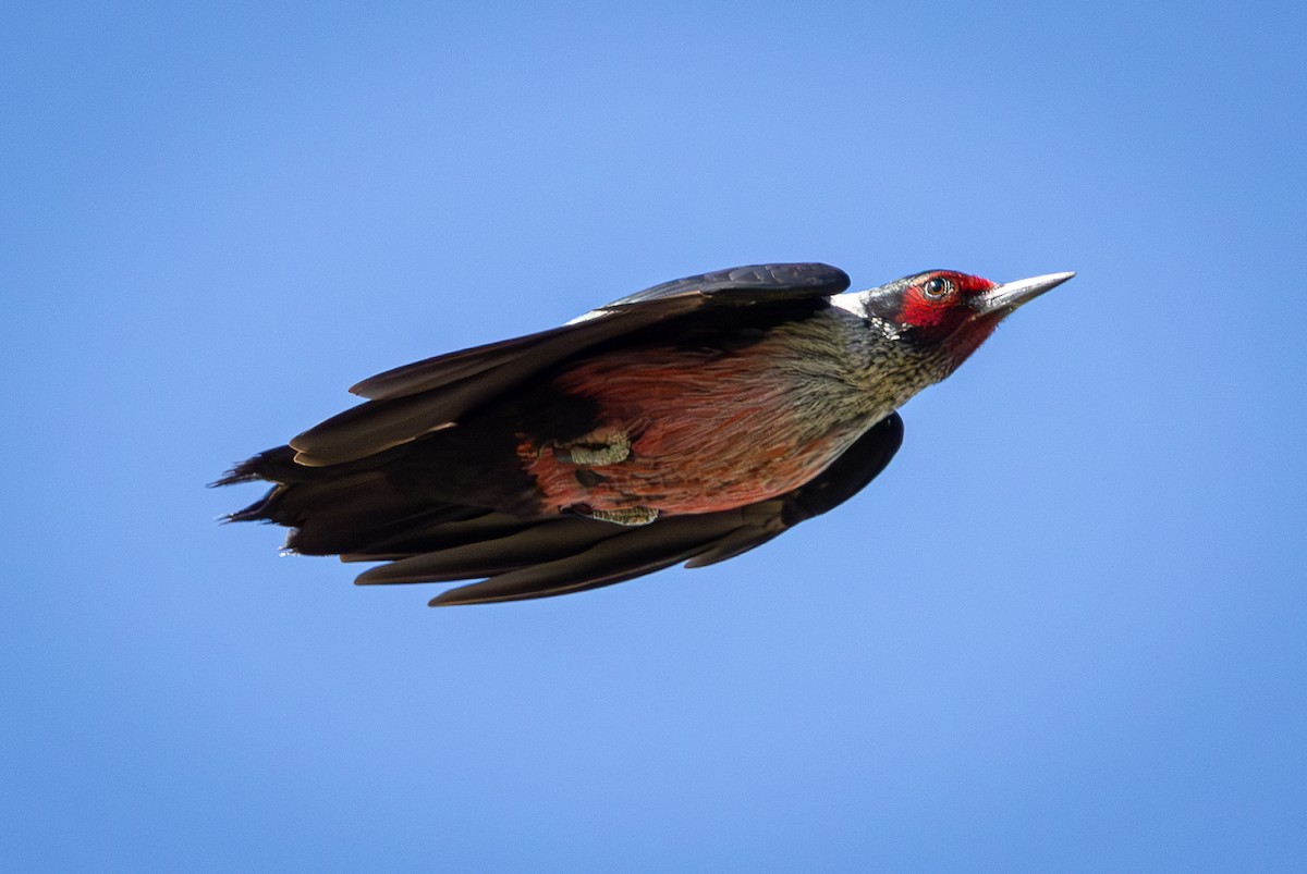 Lewis's Woodpecker - ML616183867