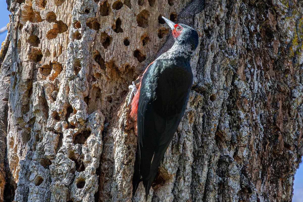 Lewis's Woodpecker - ML616183868