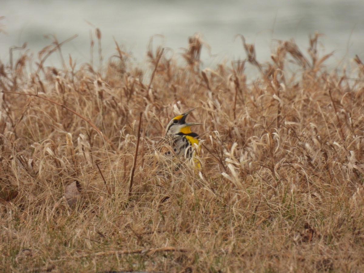 Eastern Meadowlark - ML616183873