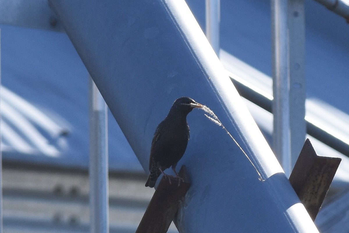 European Starling - ML616183956