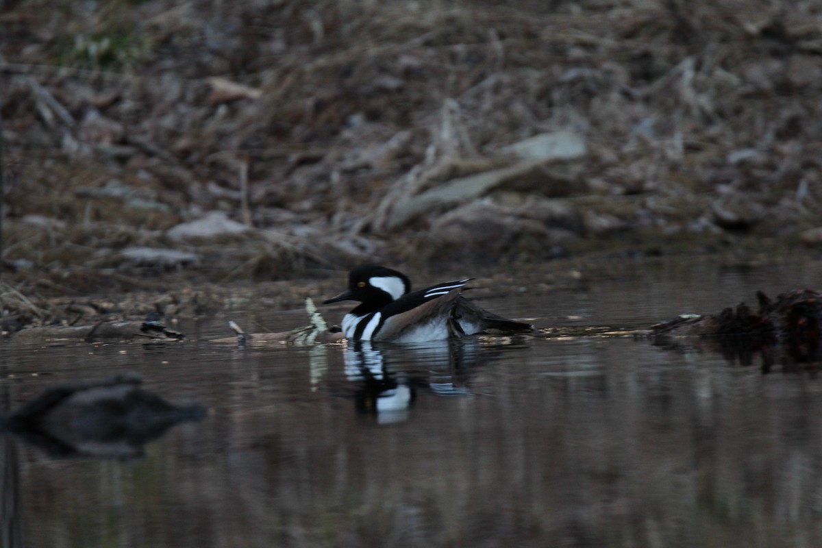 Hooded Merganser - ML616183960