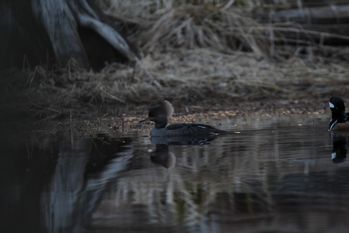 オウギアイサ - ML616183961