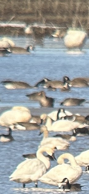 Oca lombardella - ML616183979