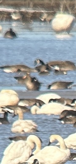 Blässgans - ML616183980