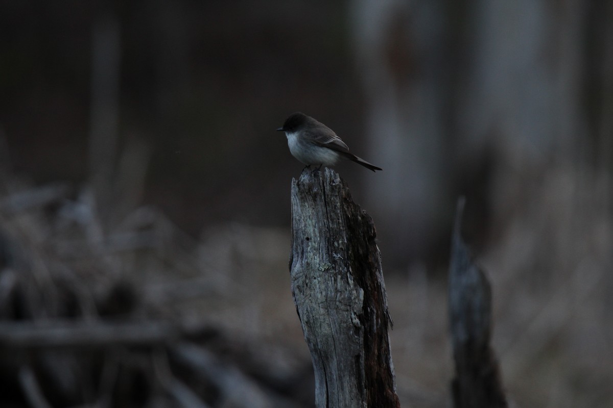 ツキヒメハエトリ - ML616183992