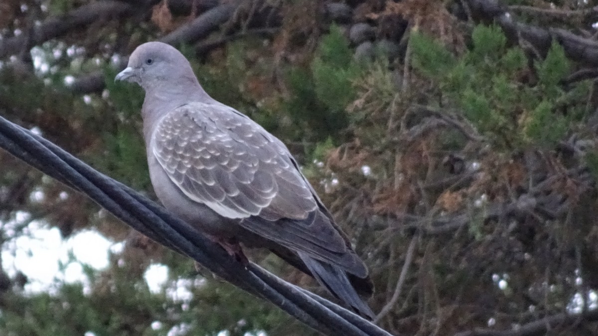Spot-winged Pigeon - ML616184004