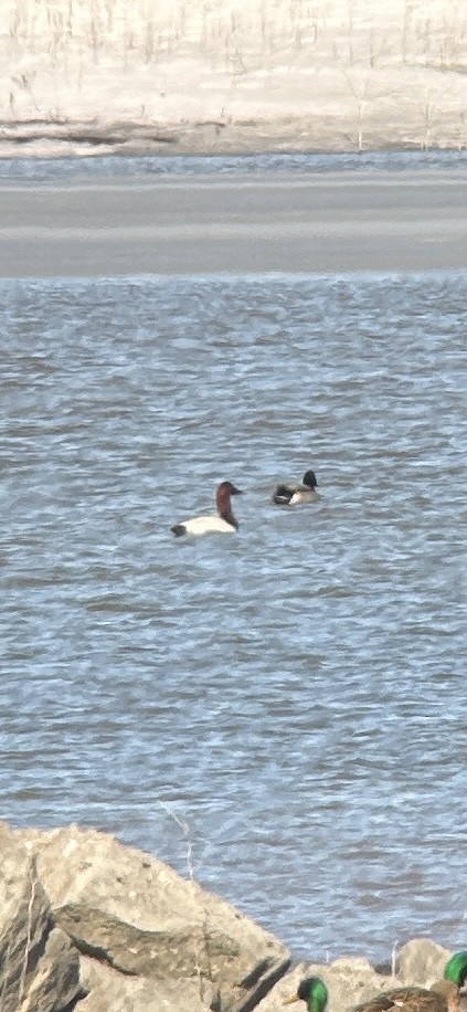 Canvasback - ML616184007