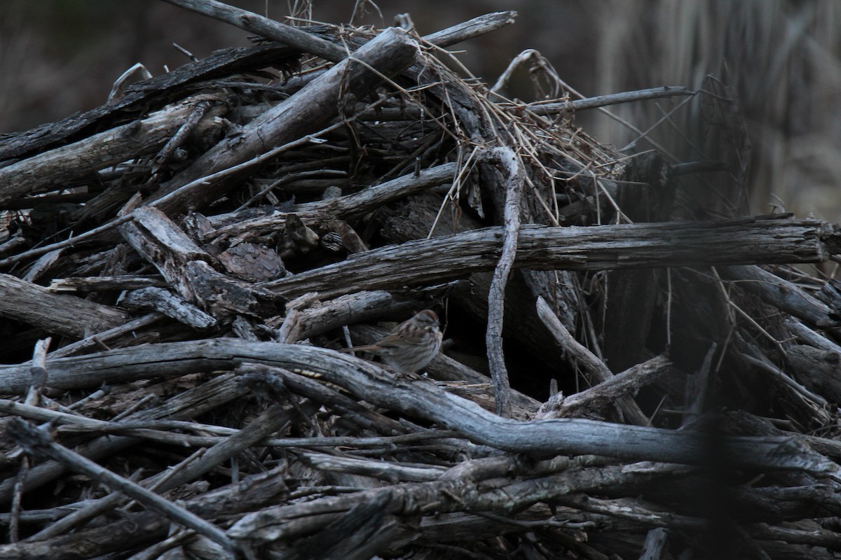 ウタスズメ - ML616184017