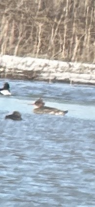 Smergo minore - ML616184020