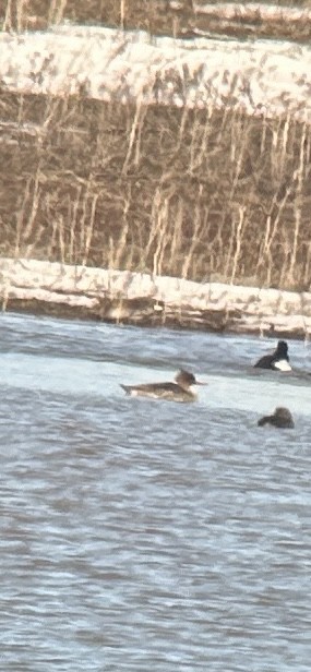 Smergo minore - ML616184021