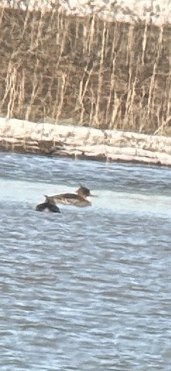 Smergo minore - ML616184022