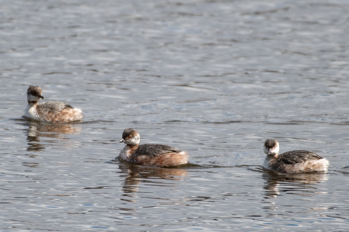 Horned Grebe - Christy Hibsch