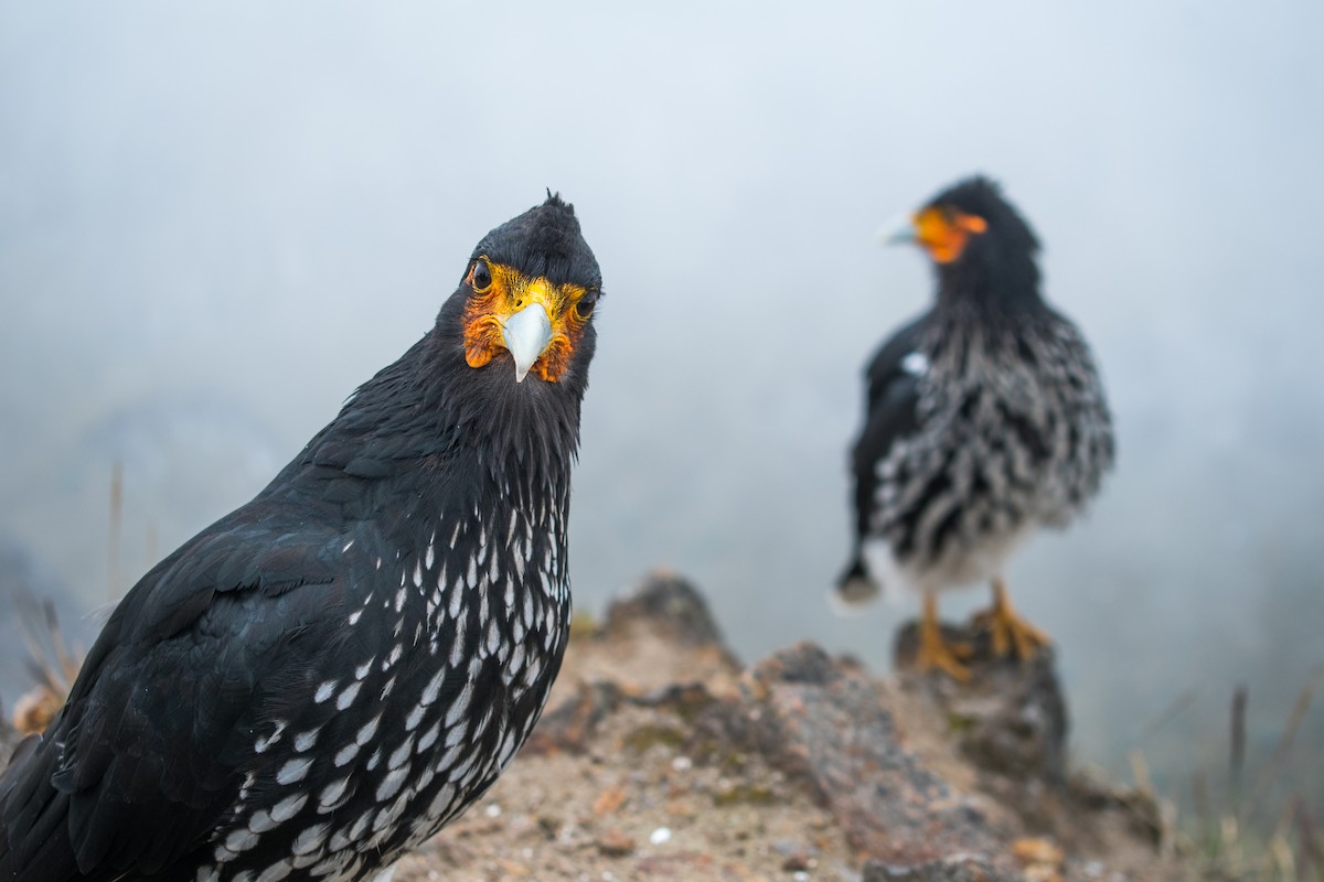 Carunculated Caracara - ML616184095