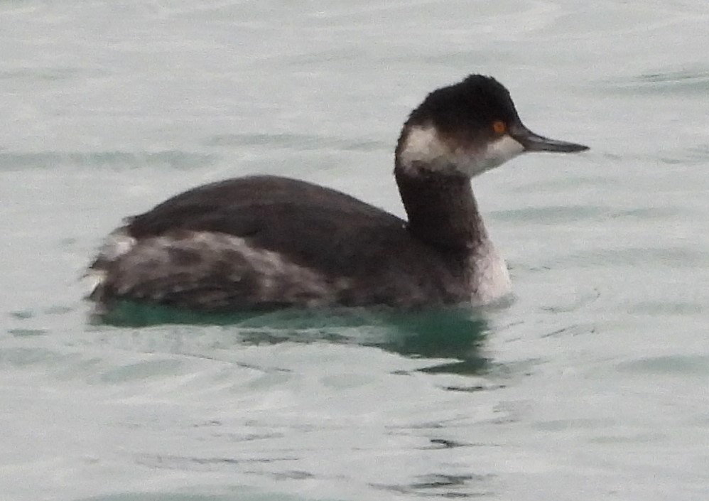 Eared Grebe - Julie Rand