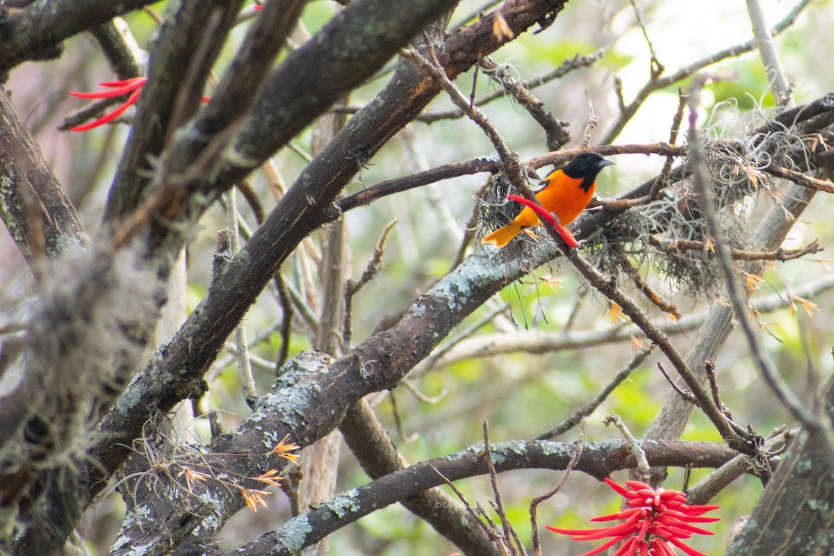 Baltimore Oriole - Claudia Castro