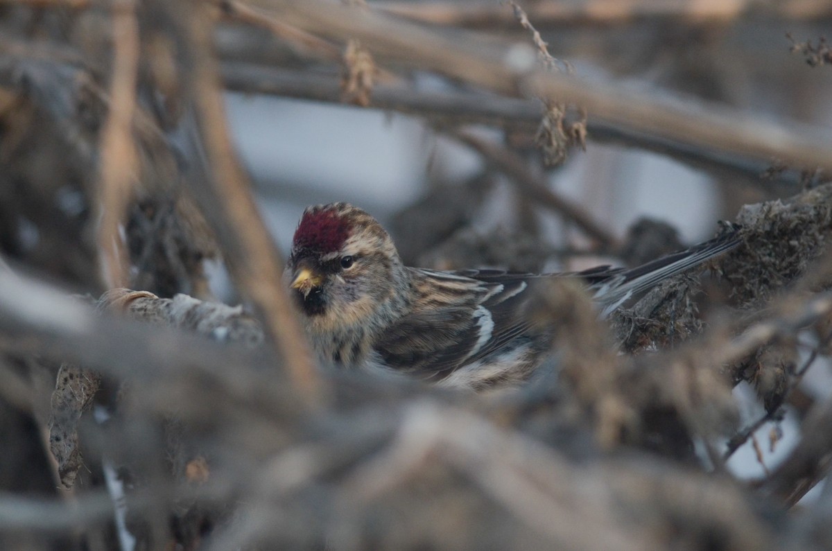 Common Redpoll (flammea) - ML616184313