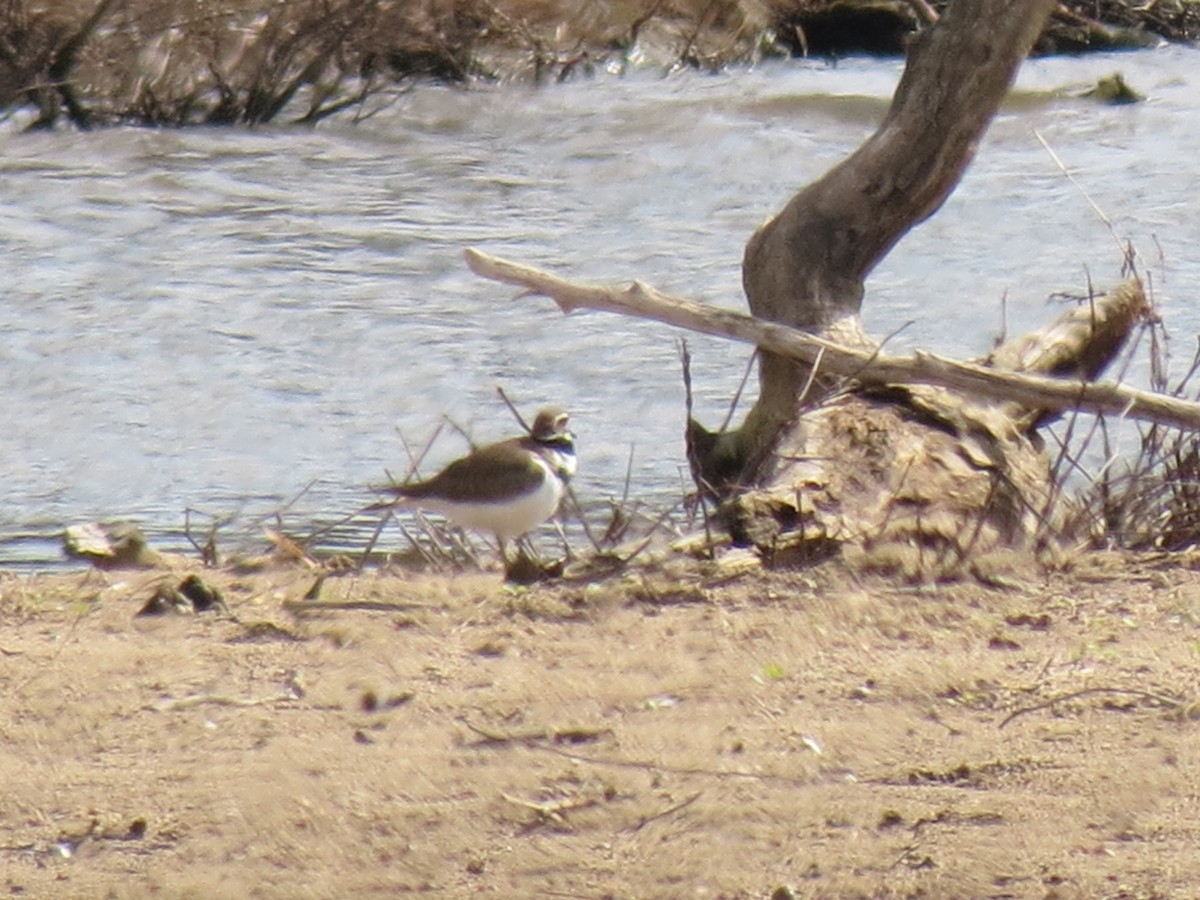 Killdeer - ML616184320