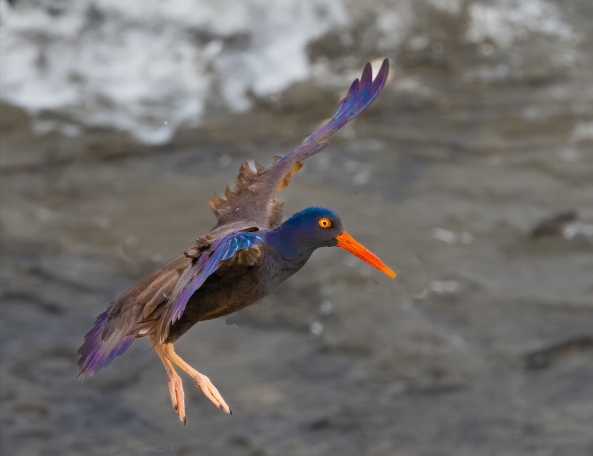 Black Oystercatcher - ML616184358