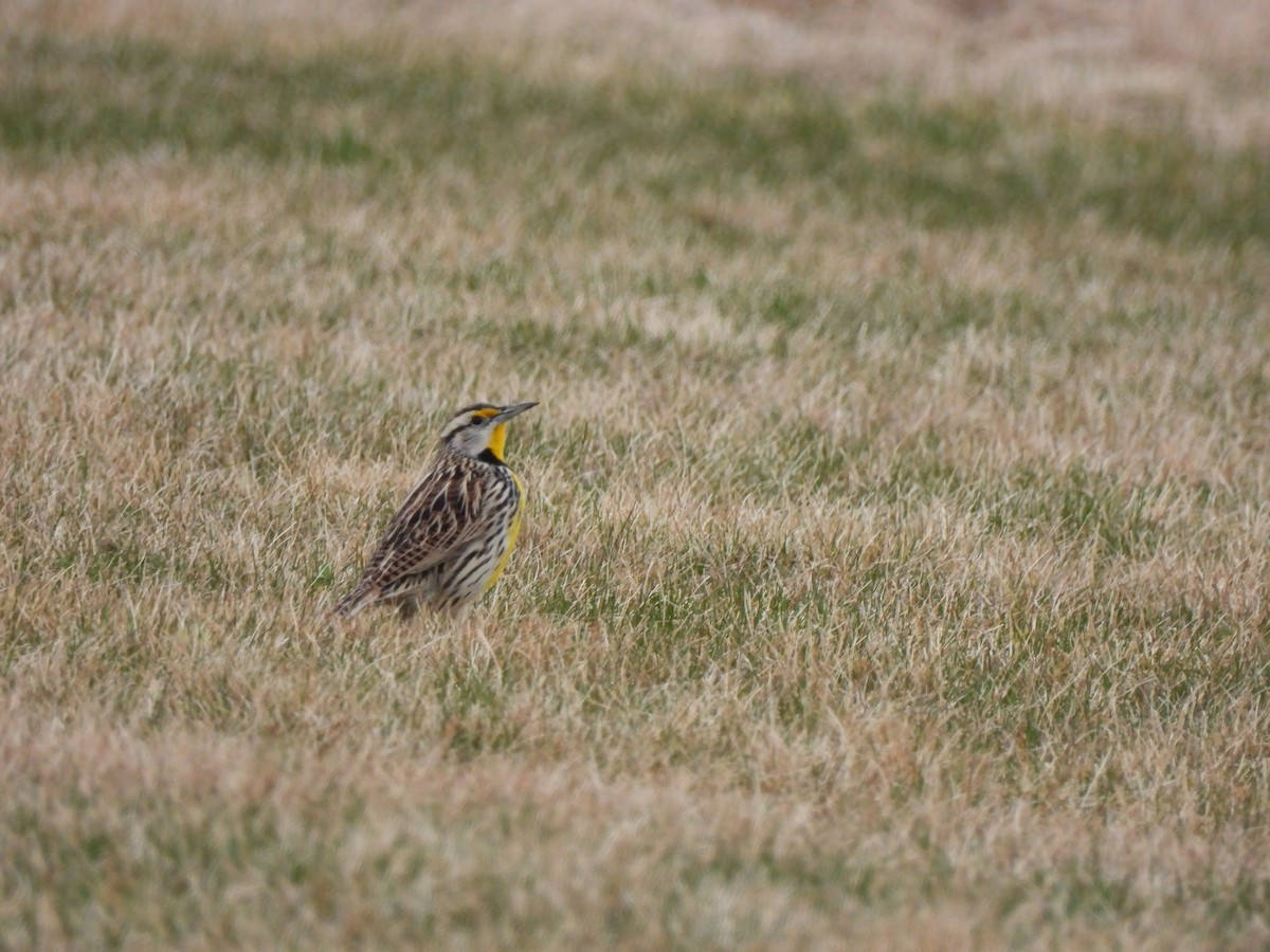 Eastern Meadowlark - ML616184359