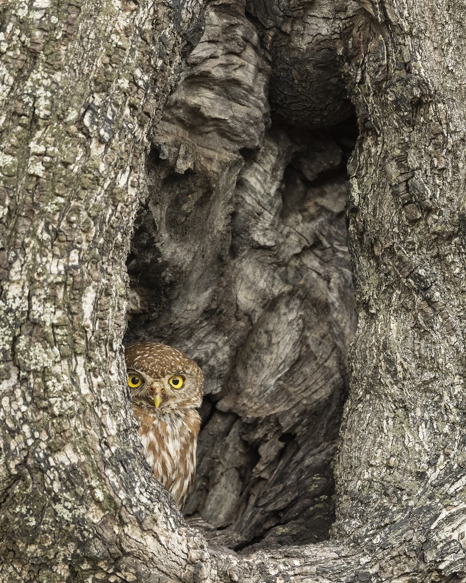 Pearl-spotted Owlet - ML616184369