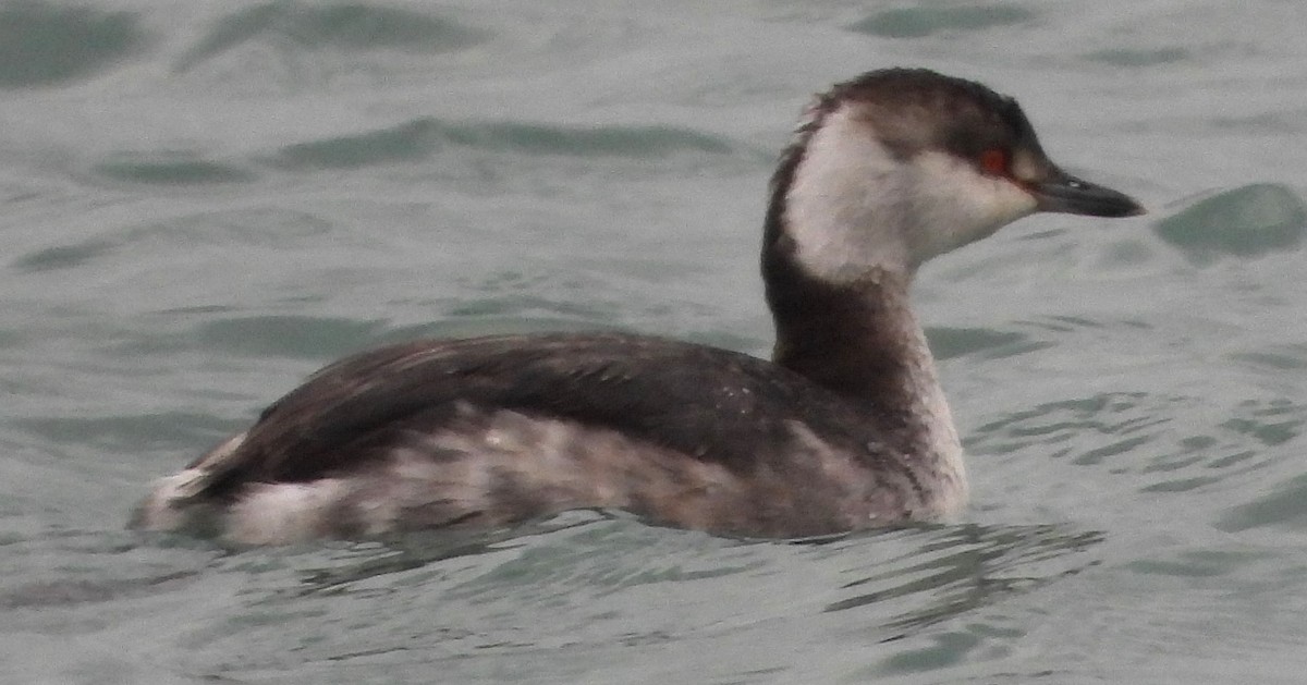 Horned Grebe - ML616184411