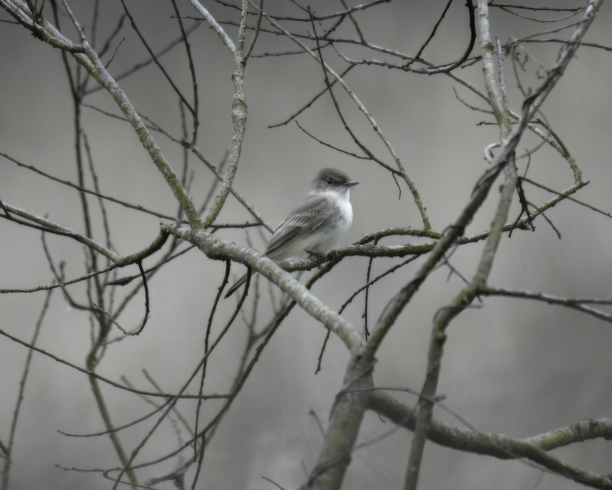 Eastern Phoebe - ML616184413