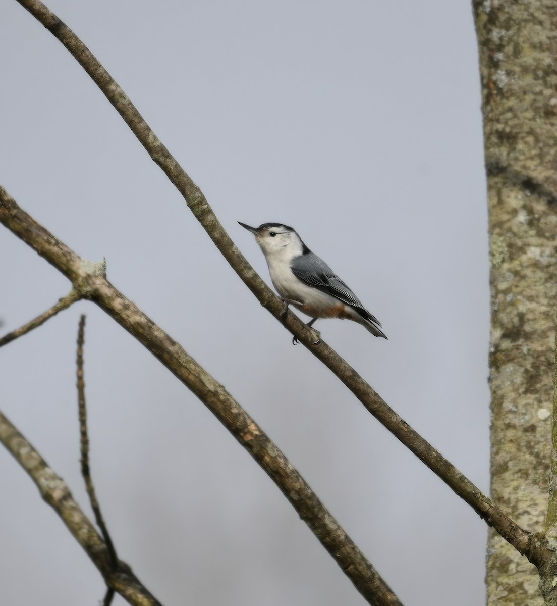 White-breasted Nuthatch - ML616184431