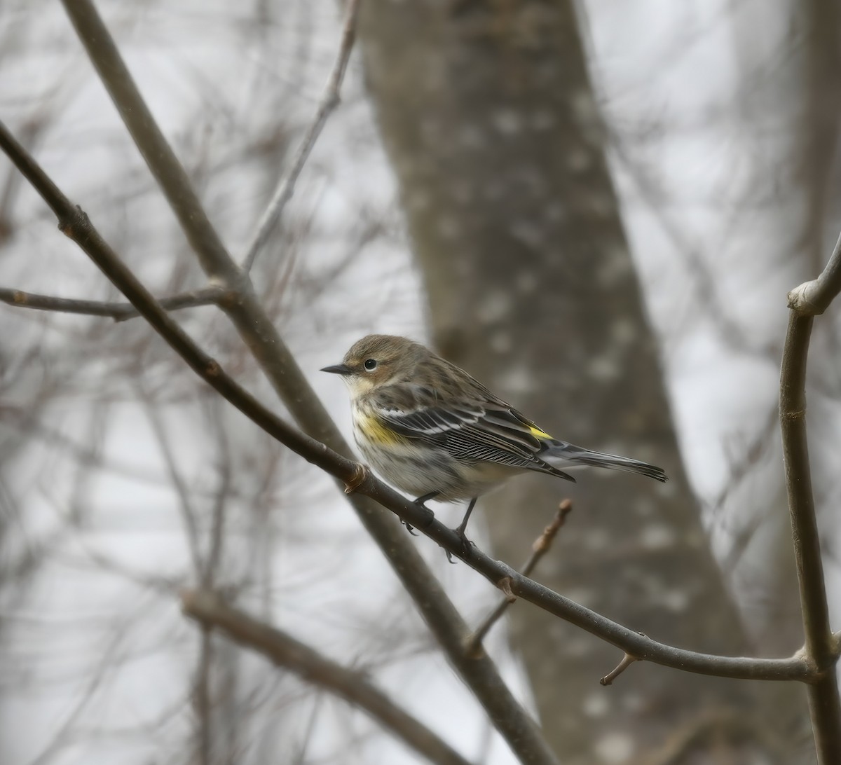 Yellow-rumped Warbler - ML616184436