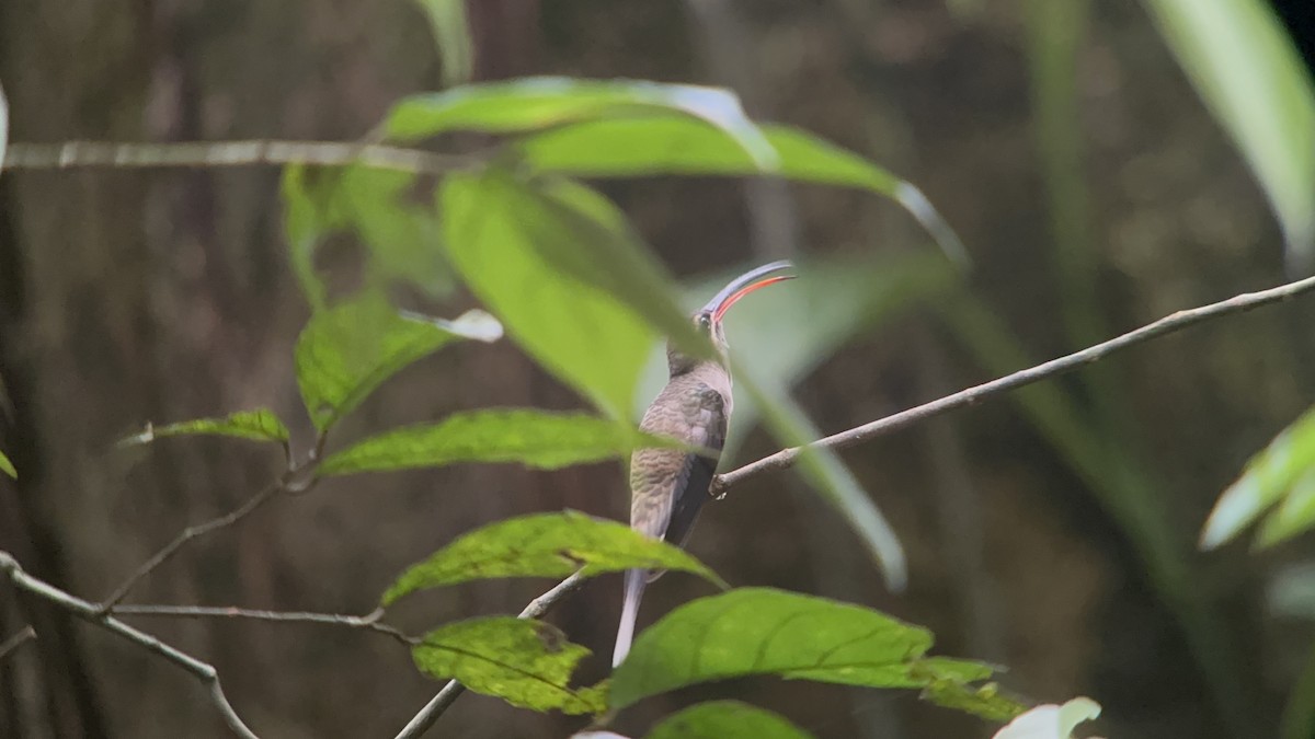 Great-billed Hermit - ML616184463