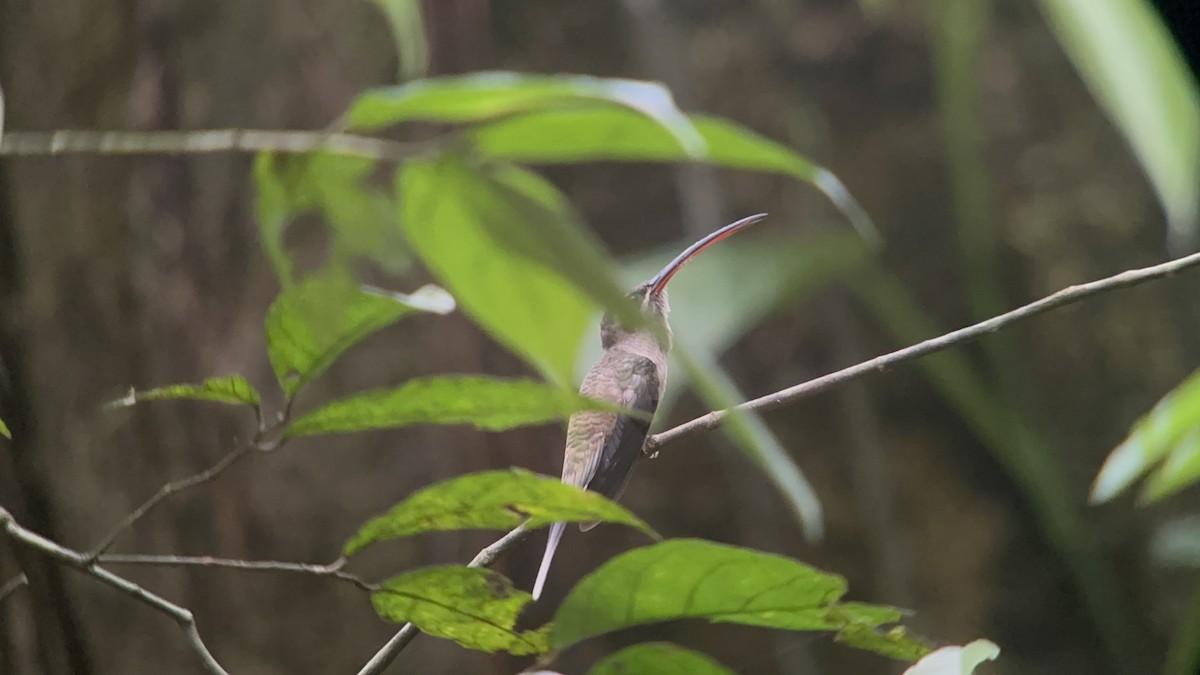 Great-billed Hermit - ML616184464