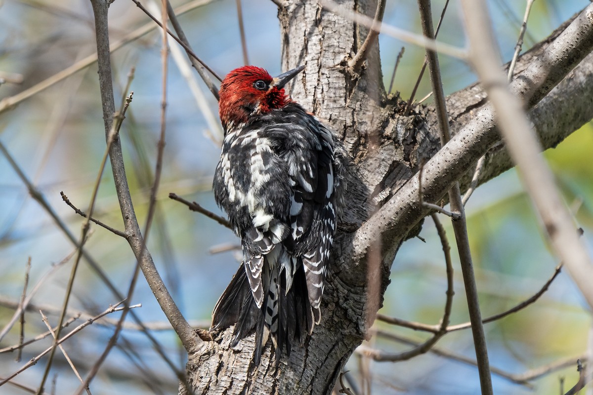 Red-breasted Sapsucker - Rhonda Howard